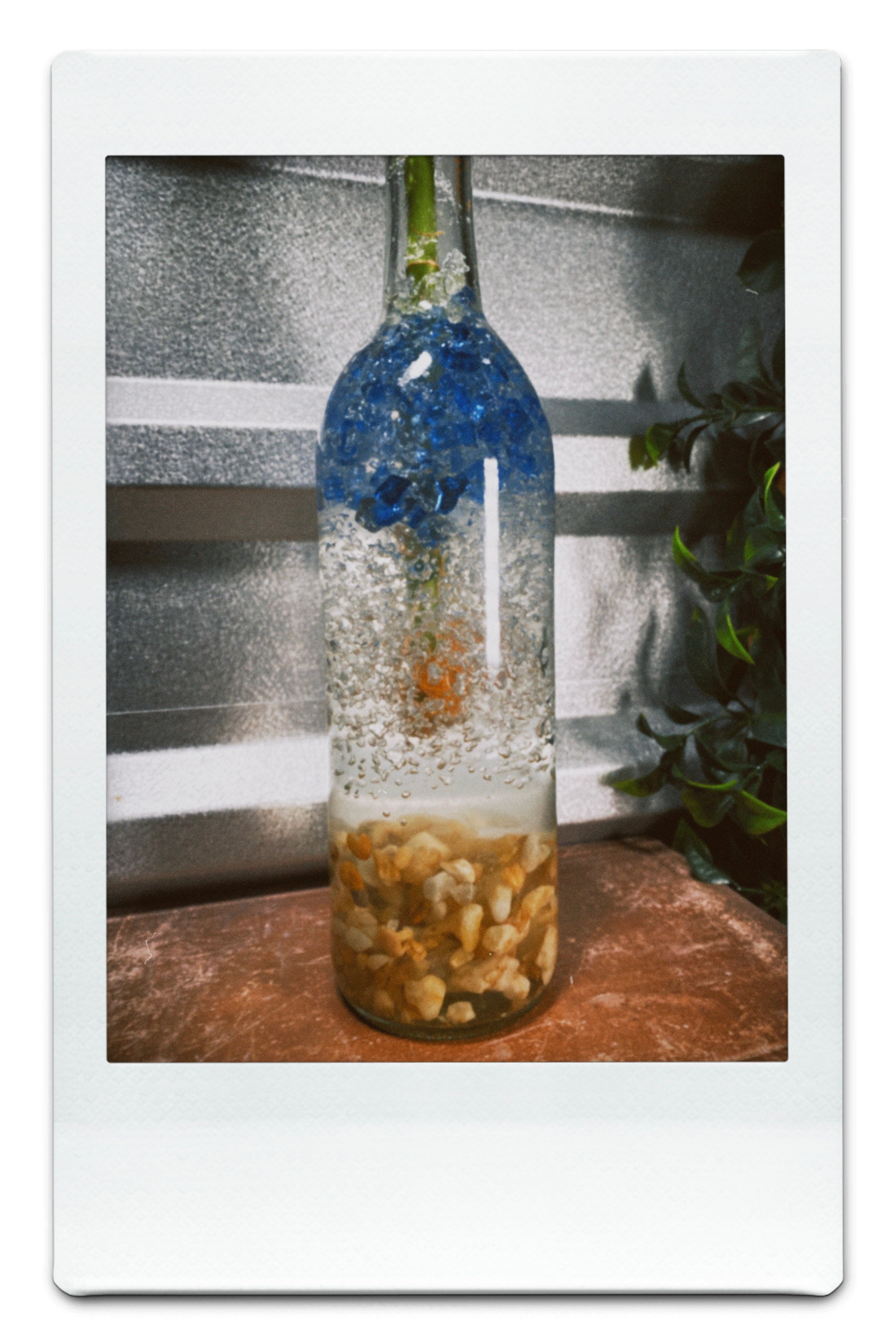 BlueBay by Glassy Plant $28.00 each (25 pack)