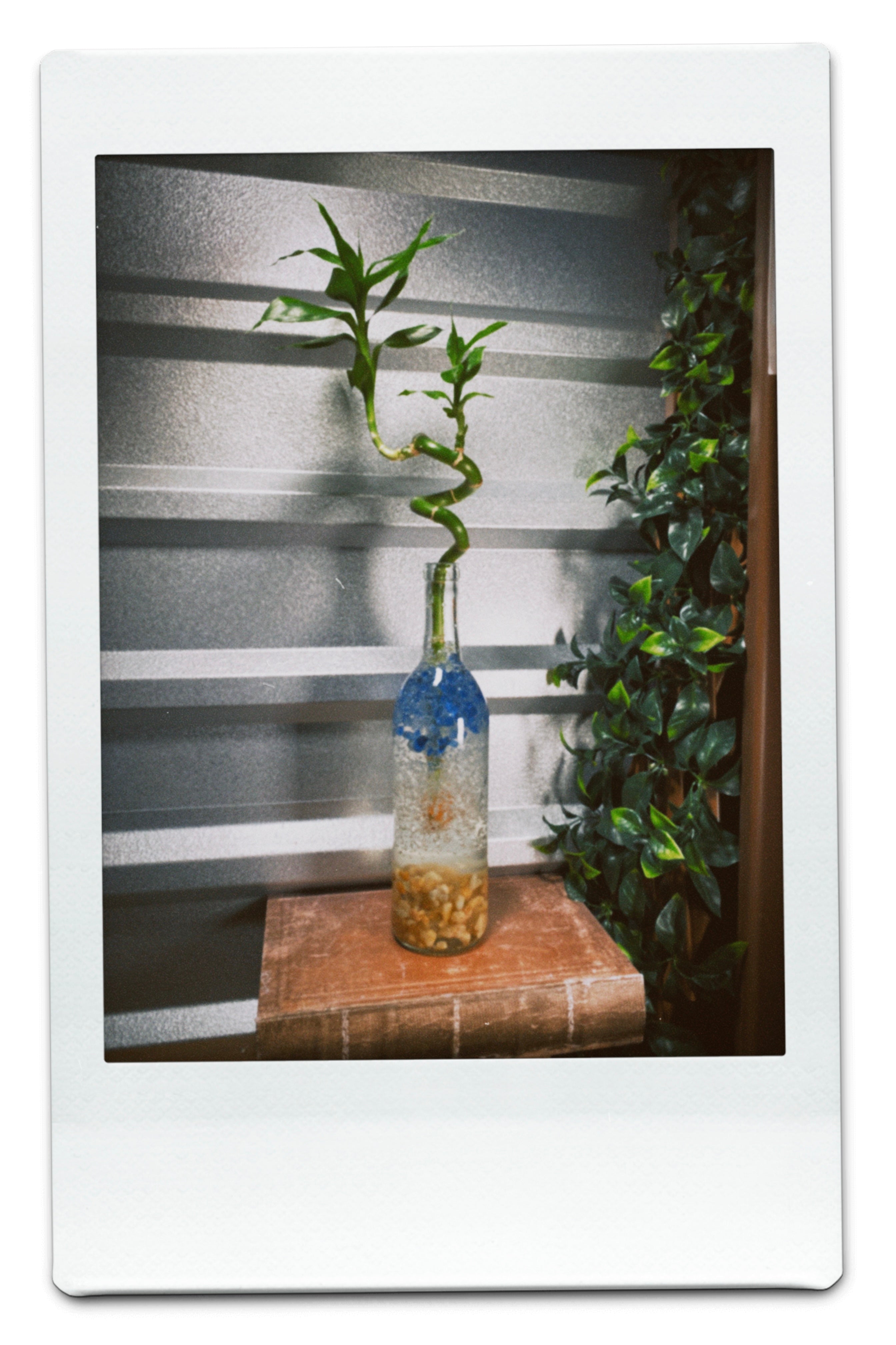 BlueBay by Glassy Plant $28.00 each (25 pack)