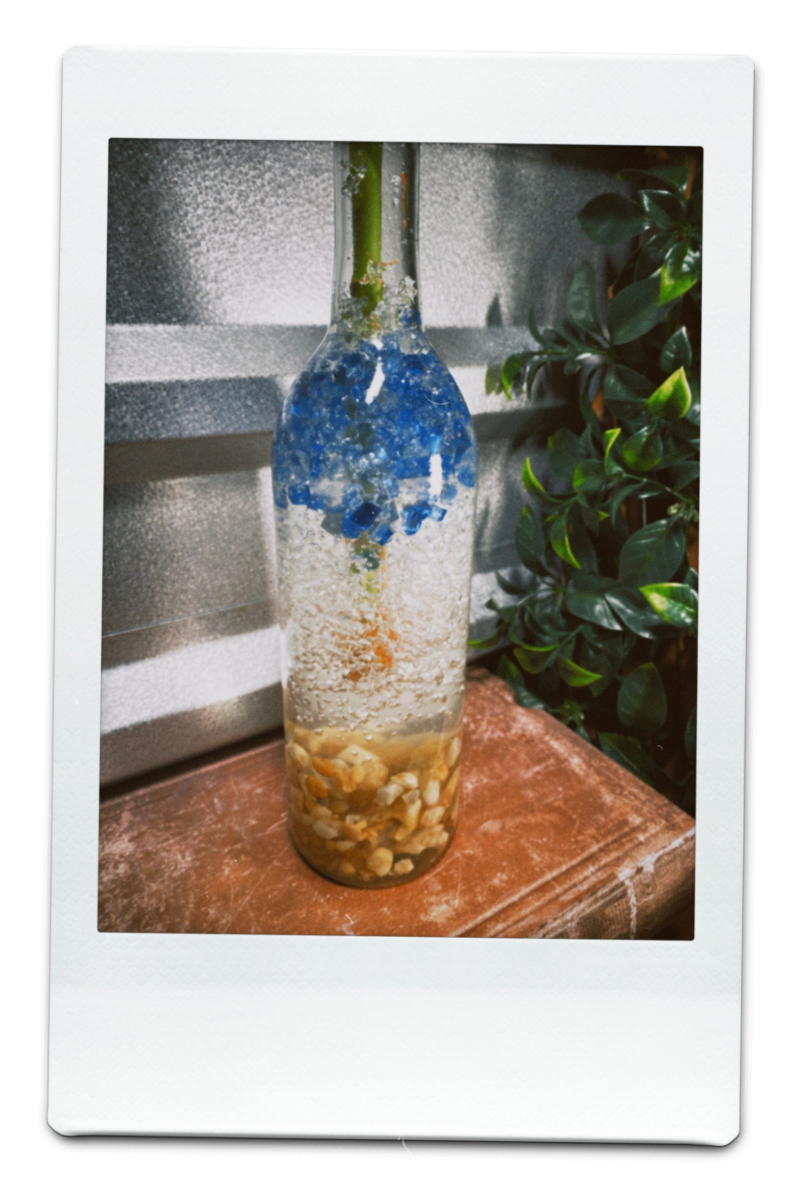 BlueBay by Glassy Plant $28.00 each (25 pack)